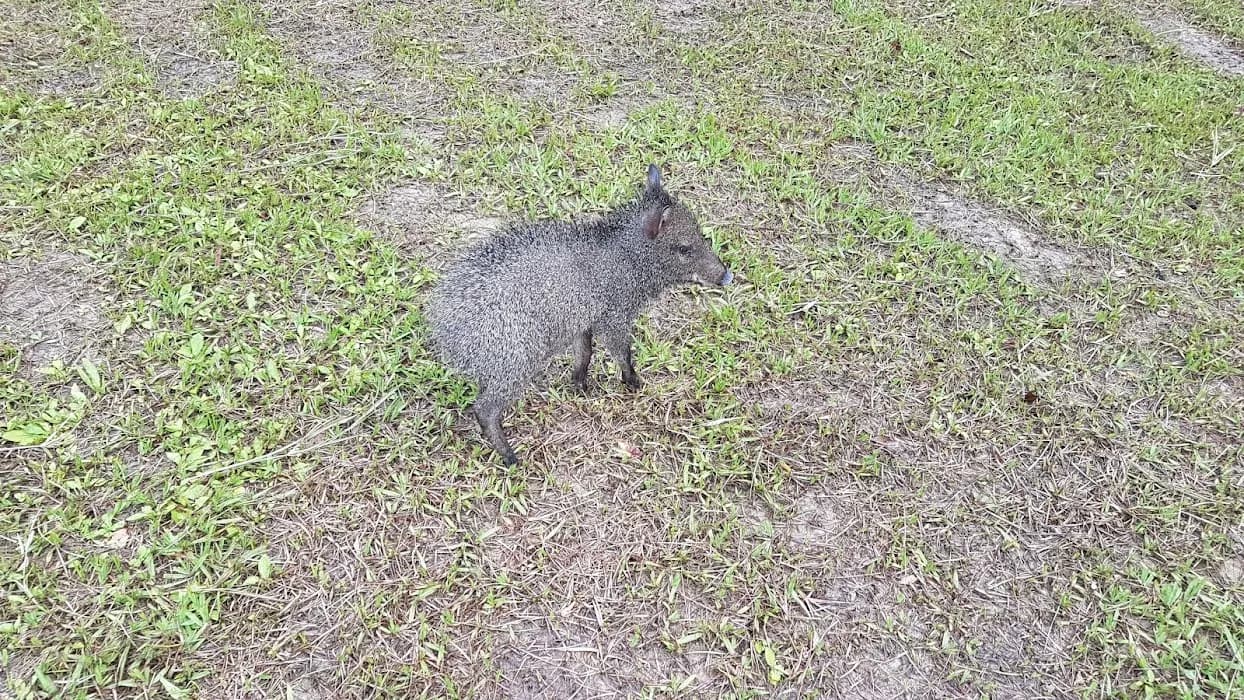 Base do Parque Estadual Guajará-Mirim