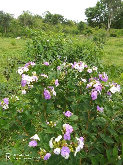 Descubra trilhas, cachoeiras e a rica fauna do Parque Estadual Serra Santa Bárbara
