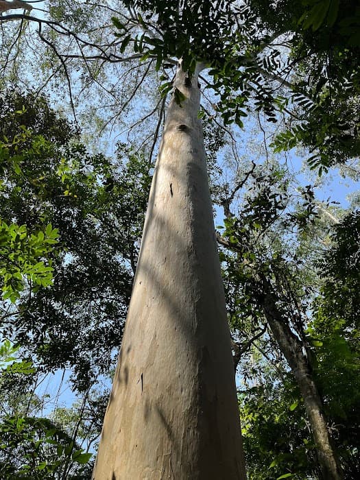 Descubra o Parque Itaim e viva trilhas, piqueniques e contato com a natureza