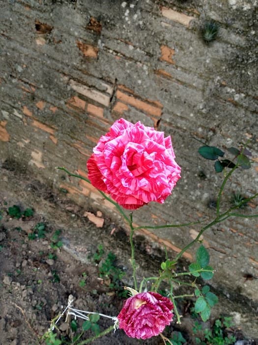 Descubra a beleza da APA da Baleia Franca e viva a experiência de observar baleias e natureza