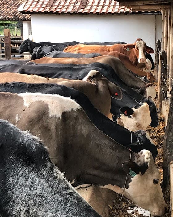 FAZENDA DOS COQUEIROS (Necessário agendamento prévio)