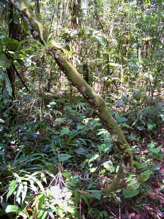 Reserva Natural Guaricica - SPVS