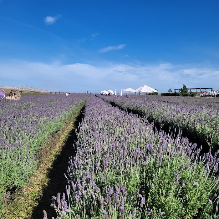 Lavandário Het Dorp Vilarejo Holandês