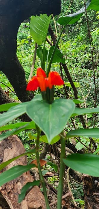 Parque Nacional dos Campos Ferruginosos