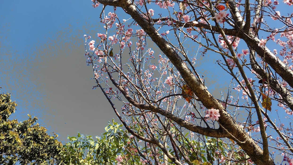 Vista Chinesa ou Mirante Belvedere