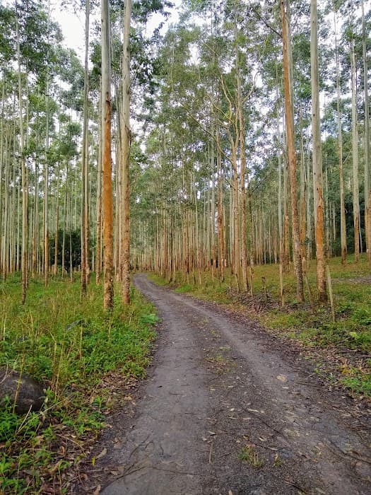Descubra trilhas e vistas deslumbrantes no Parque Estadual da Serra Furada em Santa Catarina