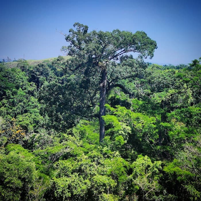 Área de Relevante Interesse Ecológico Floresta da Cicuta