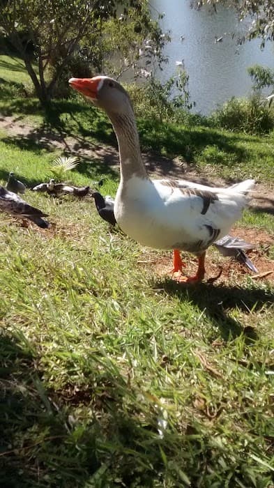 Lago do Orfeu - Parque Municipal