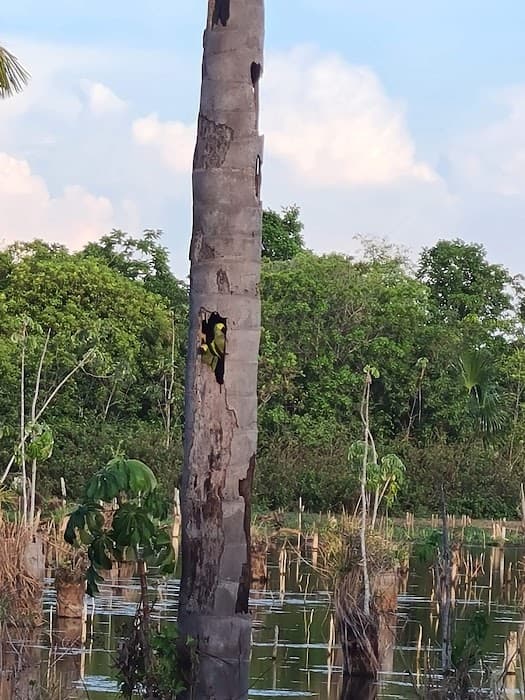 Lagoa das Araras - Nobres - MT