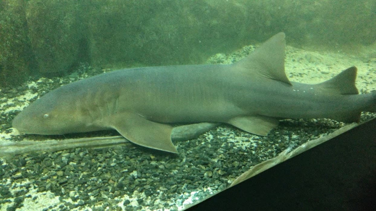 Parque Estadual Marinho da Laje de Santos