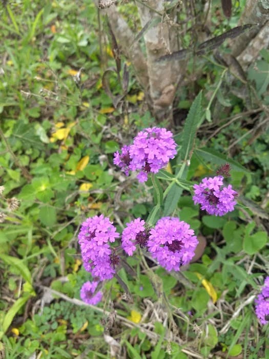 Lost Parque de Pedras