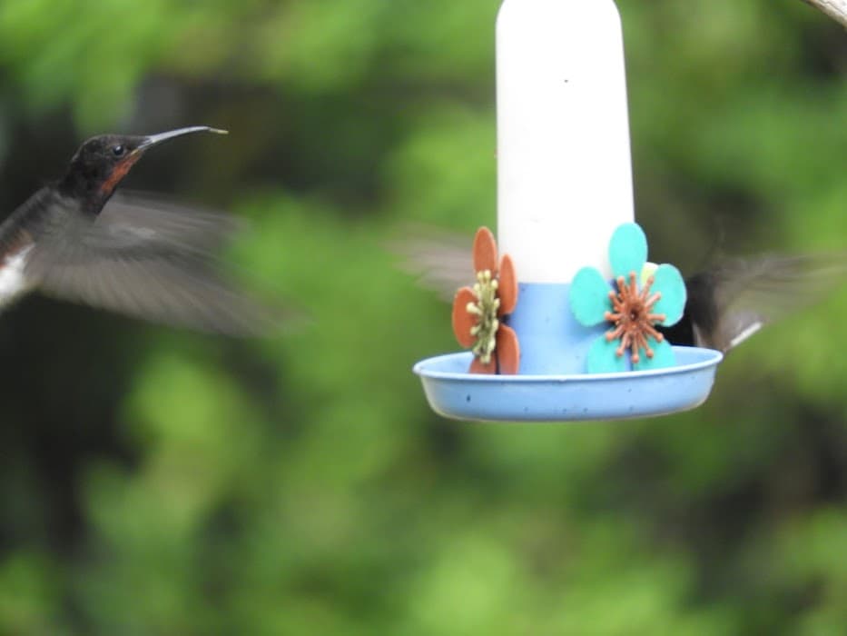 RPPN Sítio Curucutu