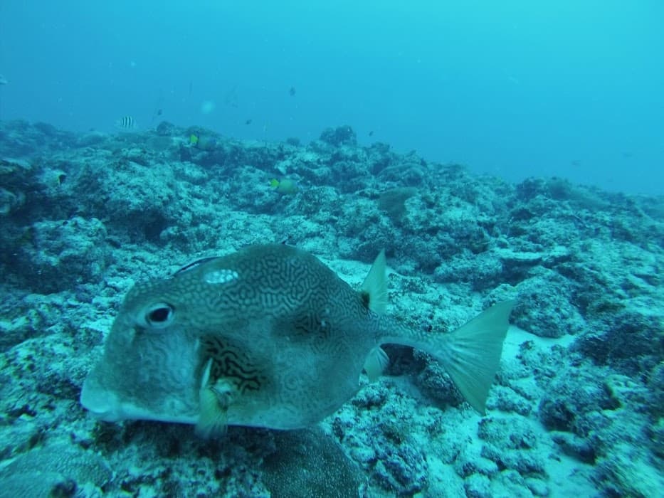 Descubra a beleza do Parque Estadual Marinho da Pedra da Risca do Meio e suas aventuras subaquáticas