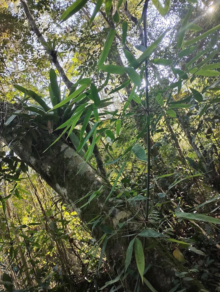 Descubra o Parque Ecológico de Juquitiba e viva aventuras na natureza