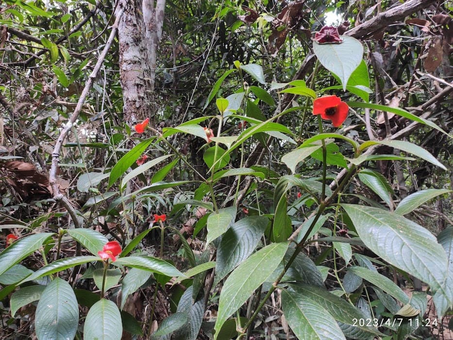 Descubra o Parque Nacional do Viruá e viva a natureza com trilhas, aves e paisagens incríveis