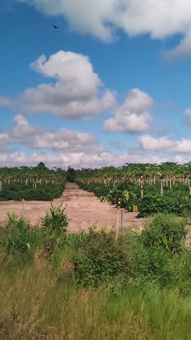 Parque Nacional do Pau Brasil