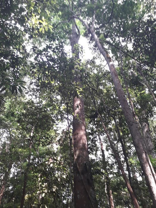 Reserva Extrativista do Rio Cajari