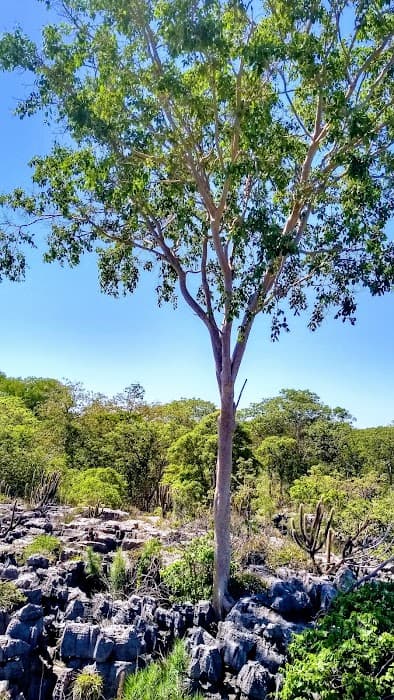 Descubra a beleza do Parque Estadual Mata Seca e aproveite trilhas e natureza exuberante