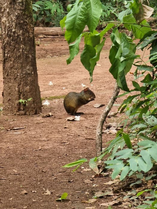 Horto Florestal de Rondonópolis