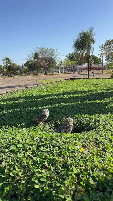 Praça dos Girassóis
