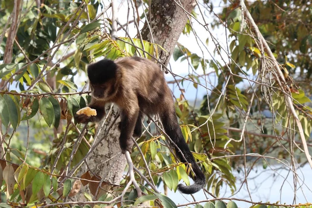 Descubra a beleza do Parque Estadual do Rio Doce e aproveite trilhas, mirantes e natureza exuberante