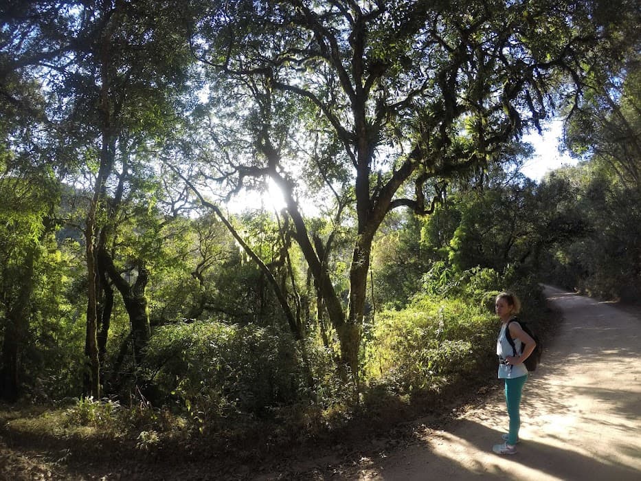 Floresta Nacional de Piraí do Sul