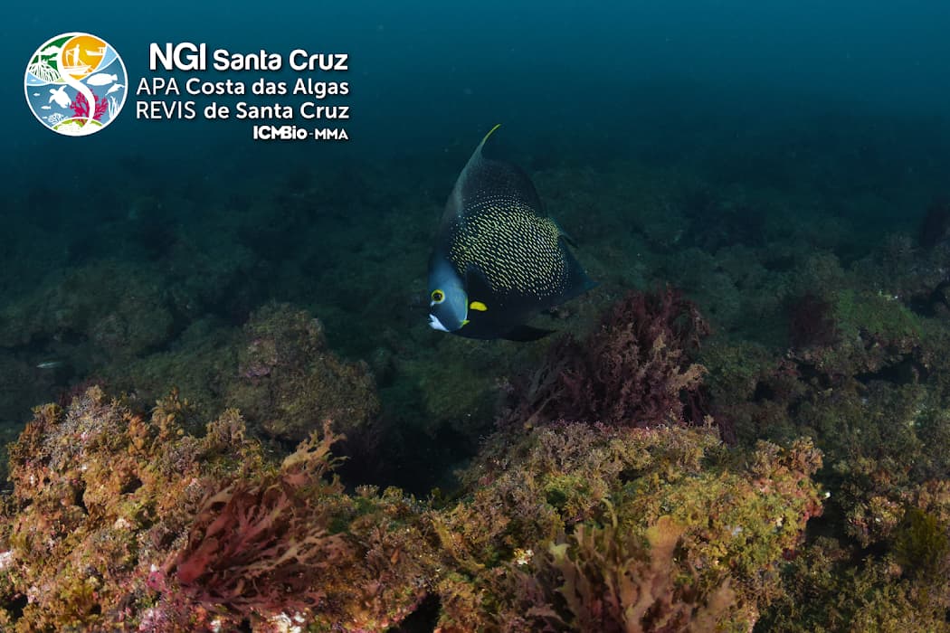 Descubra a Costa das Algas e viva experiências únicas em natureza, mergulho e trilhas