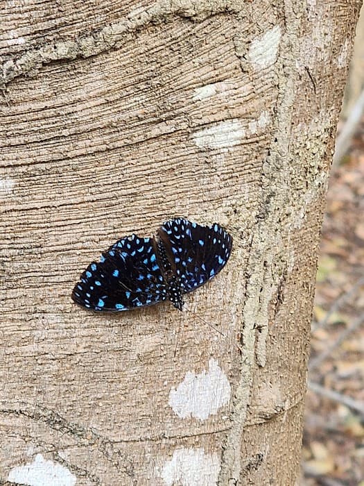 Descubra o Parque Veredas e viva trilhas, observação de fauna e contato com a natureza