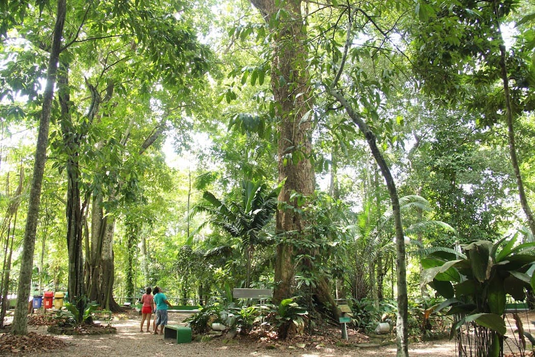 Descubra o Bosque da Ciência e viva experiências únicas na natureza e educação