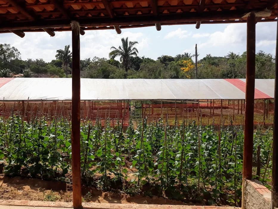 Descubra a natureza e a história no Parque Estadual do Bacanga em São Luís, MA