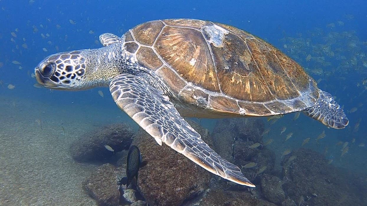 Descubra a beleza do Parque Estadual Marinho da Laje de Santos e mergulhe em suas águas cristalinas