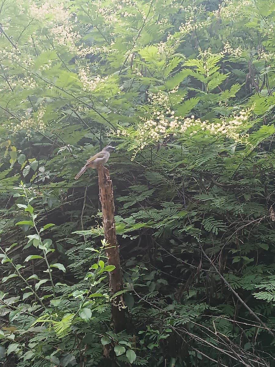 Descubra o Parque Natural Municipal de Glória de Dourados e viva experiências ao ar livre