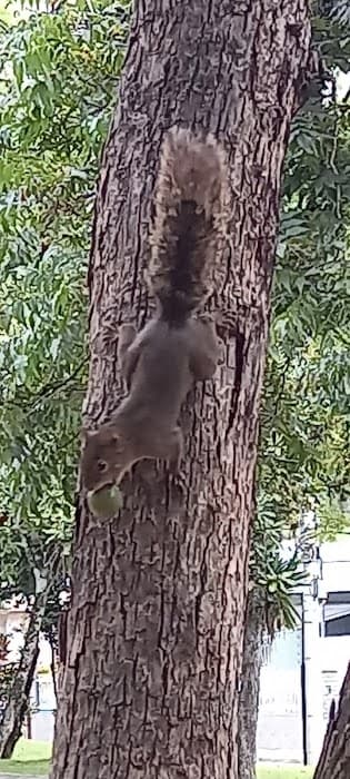 Bosque Carlos Gerd Schroeder