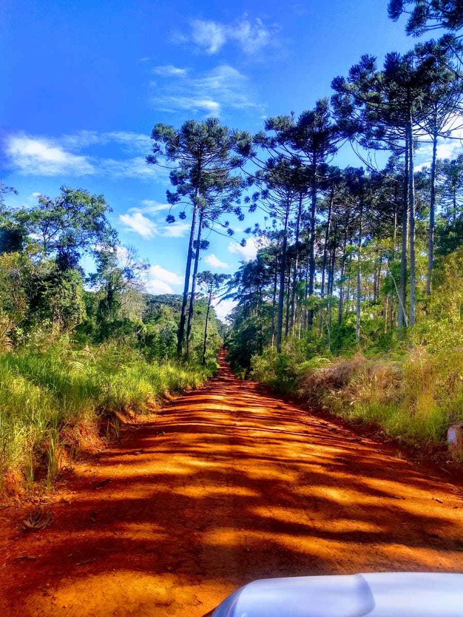 Floresta Nacional de Capão Bonito