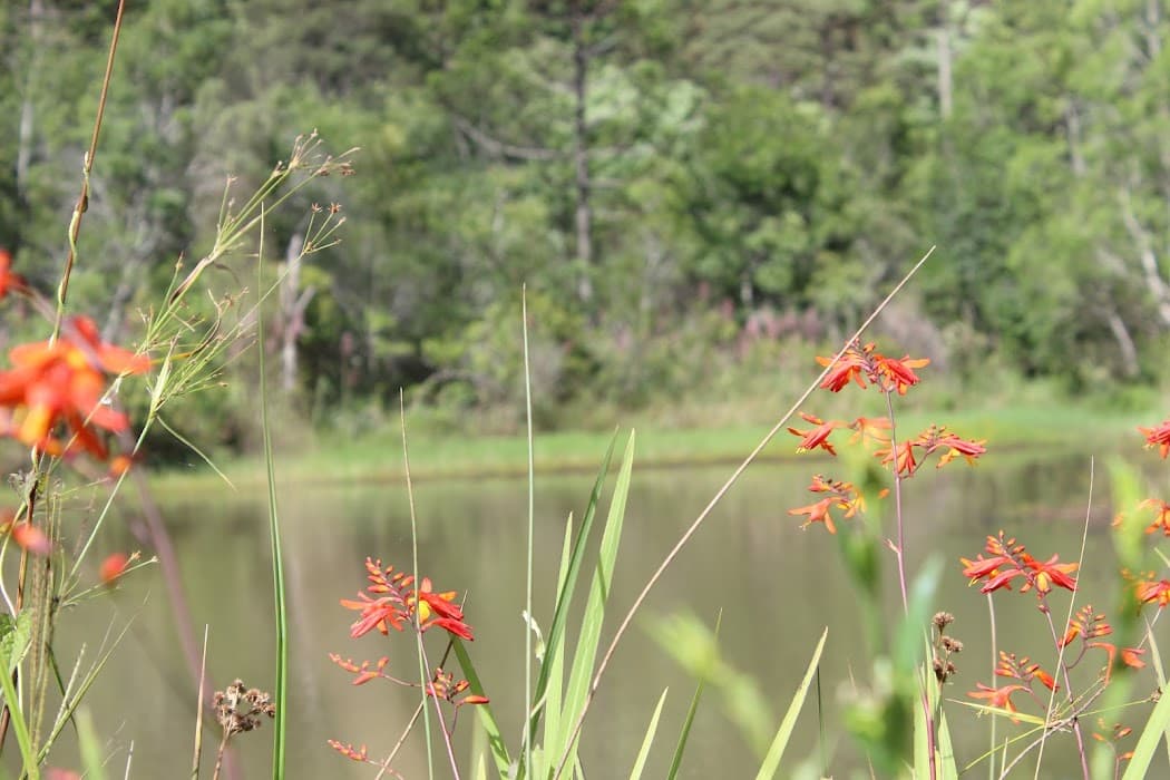 Parque Estadual de Espigão Alto