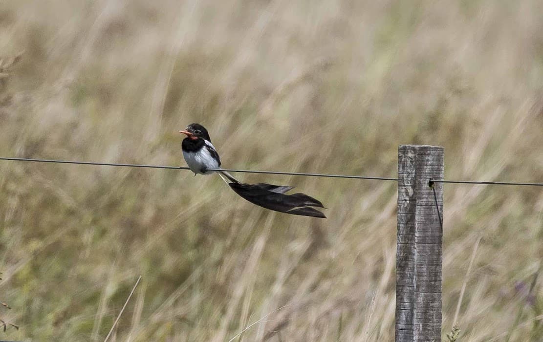 Parque Estadual do Espinilho