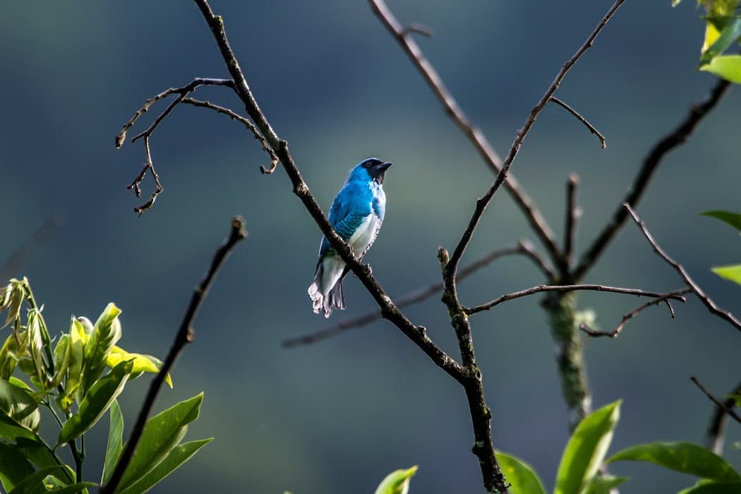 Reserva Particular do Patrimônio Natural Águia Branca