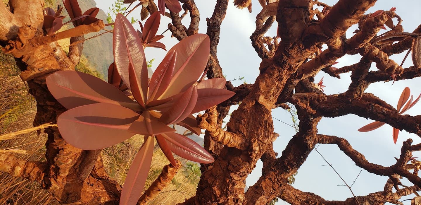 Parque Estadual Serra do Rola Moça